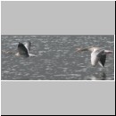 Anser anser - Graugans 04 OS-Rubbenbruchsee.jpg